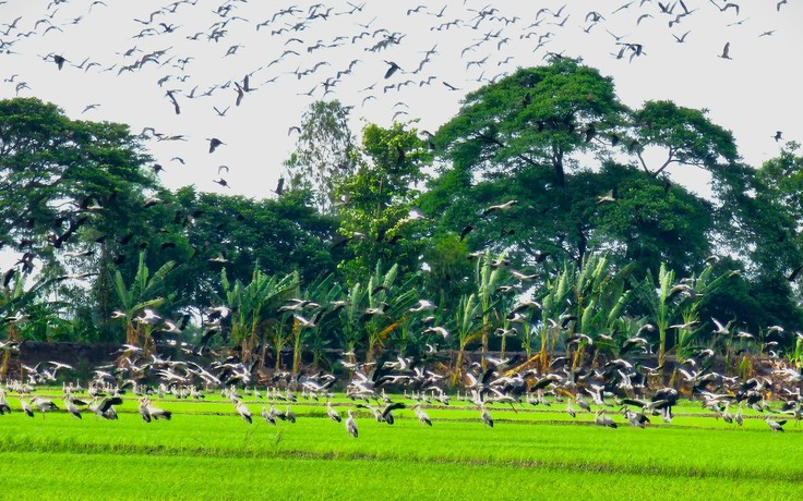 Hàng ngàn con cò ốc diệt ốc bươu vàng trên ruộng lúa ở Đồng Tháp