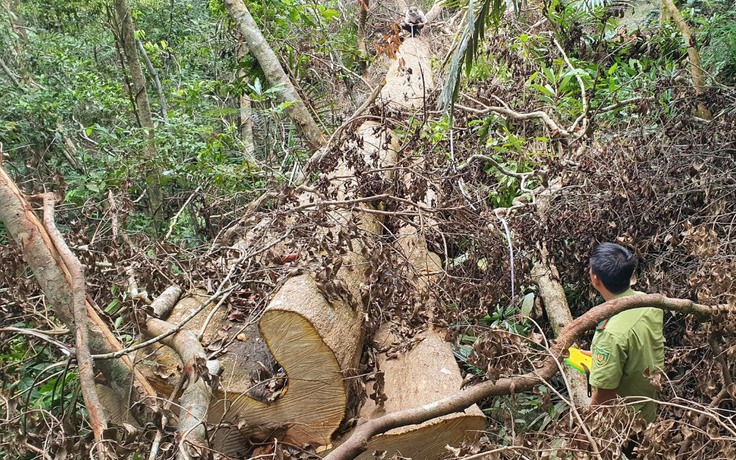 Thanh tra vụ mất hơn 7.300 ha rừng tự nhiên ở Đắk Lắk