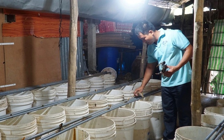 'Thầy giáo nông dân' nuôi cua biển trong thùng nhựa, thu lãi trên 600 triệu đồng/năm