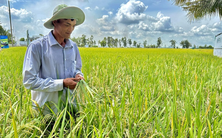 Canh tác lúa bền vững giúp nông dân giảm chi phí phân, thuốc, giảm 50% nước tưới