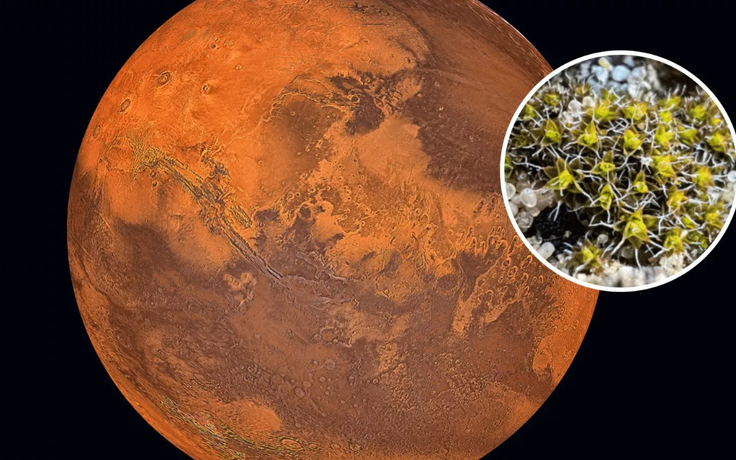 Nền văn minh tương lai trên sao Hỏa có thể dựa vào một loài rêu sa mạc