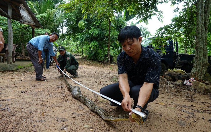 Trăn quý hiếm bị bắt khi đang ăn gà trong nhà dân ở Phú Quốc