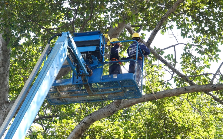 Máy phát hiện khuyết tật cây xanh tại TP.HCM hoạt động như thế nào?