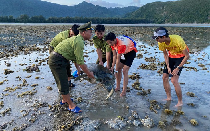 Đang chạy bộ vì rùa biển Côn Đảo, giải cứu luôn chú rùa mắc cạn ở bãi Lò Vôi