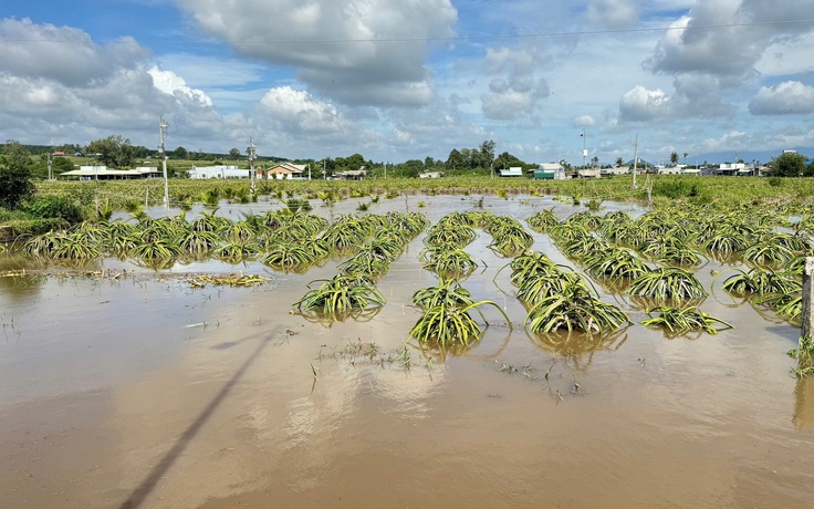 Bình Thuận: Mưa lớn, hơn 400 ha thanh long ngập sâu trong nước