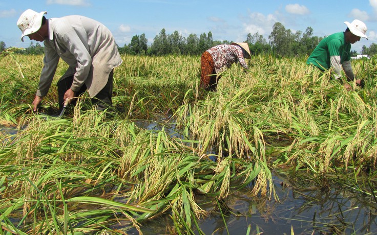 Bạc Liêu: Ảnh hưởng bão số 3, gần 10.000 ha lúa bị thiệt hại