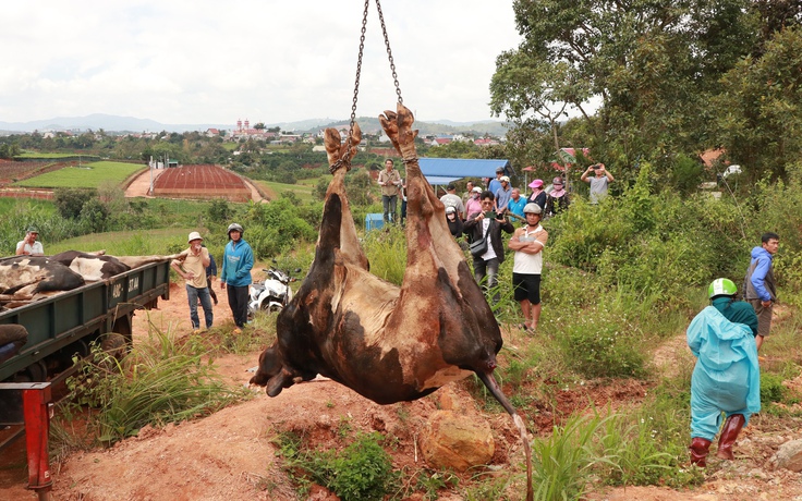 Lâm Đồng đốc thúc bồi thường thiệt hại cho người nuôi bò sữa