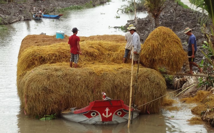 Rơm và trấu dùng để sản xuất nhiên liệu hàng không bền vững