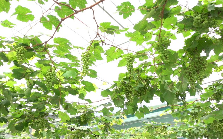 Chàng trai miền Tây kiếm gần 50 triệu đồng/tháng nhờ trồng nho bán giống