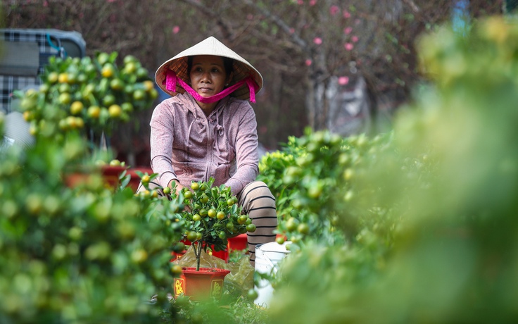 Hoa tết tràn ngập trung tâm TP.HCM: Tiểu thương thấp thỏm vì... ngồi không