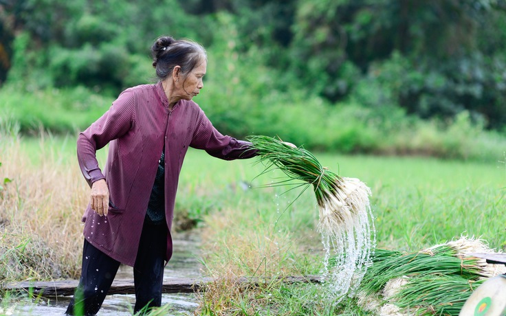 Bị nhổ trộm cả trăm kg trong đêm, 'thủ phủ' củ kiệu tết phải bán sớm