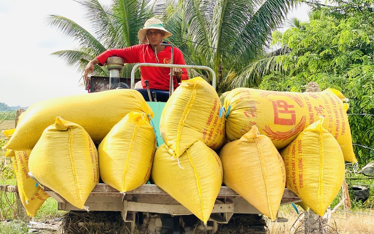 Trung Quốc tăng mua, giá lúa gạo tăng mạnh trở lại