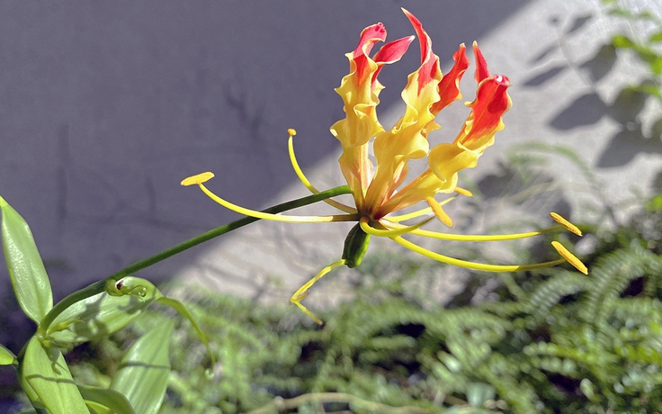 Cây lạ giữa phố: Thú chơi 'rùng mình'