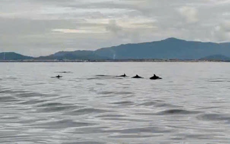 Đàn cá heo bơi lượn tung tăng gần đảo Hòn Cau