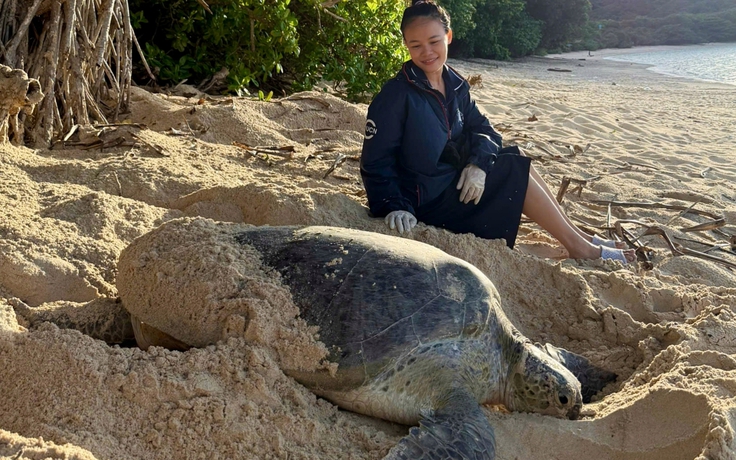 Bà đỡ của hàng trăm mẹ rùa