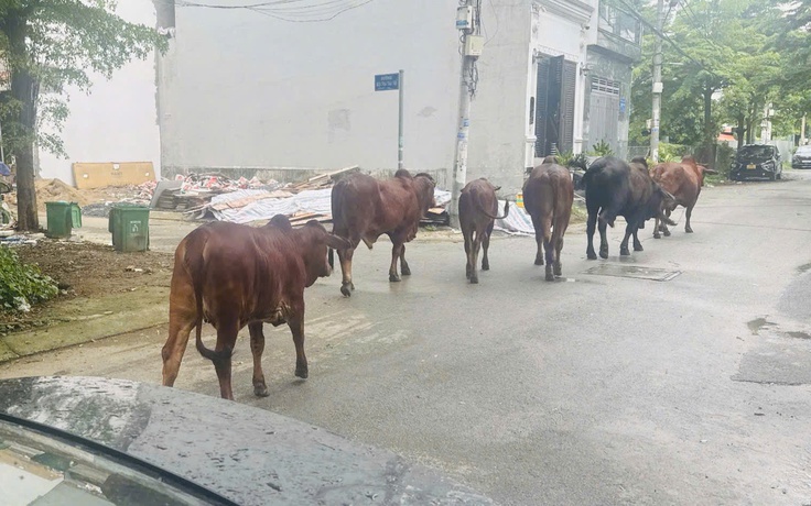 Đàn bò giữa phố