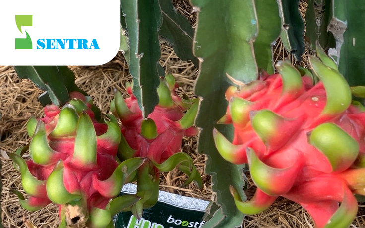 Boostfert Humic K - Phân bón sinh học - đa lượng SenTra cho hiệu quả bền vững