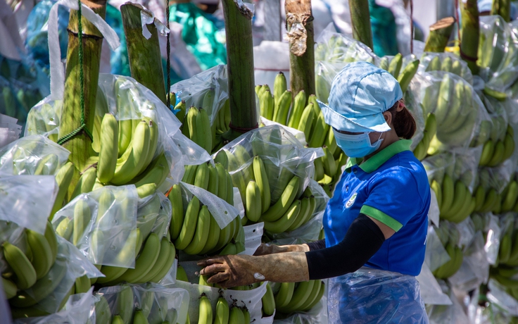 Trung Quốc chi số tiền kỷ lục nhập rau quả Việt Nam trong tháng 9