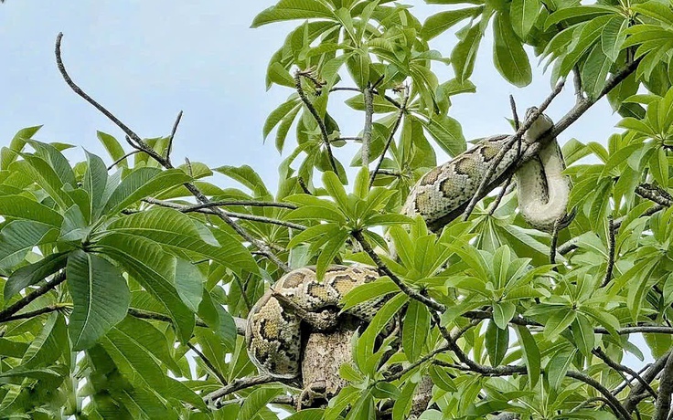 Người dân giao nộp con trăn phát hiện gần bến tàu du lịch Nha Trang