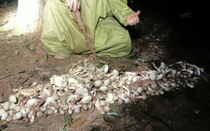 Thú săn ‘lộc trời’ nấm mối: May rủi, hiểm nguy và cuộc cạnh tranh thầm lặng