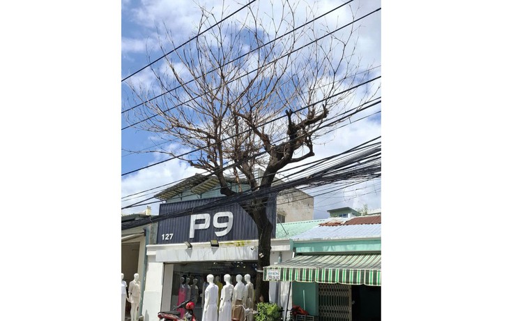 Cây chết khô lâu ngày chưa được xử lý