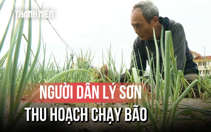 Nông dân Lý Sơn gấp rút thu hoạch chạy bão