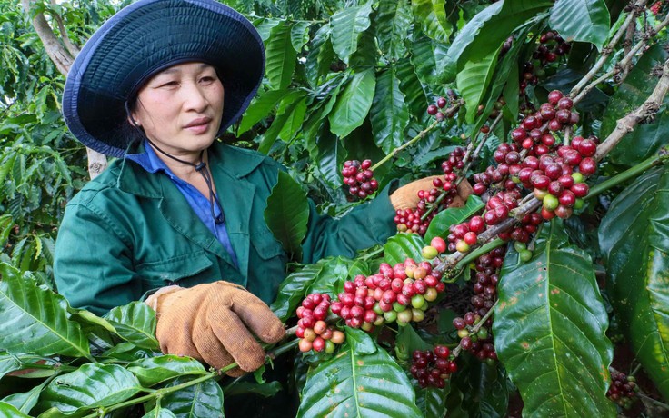 Xuất khẩu cà phê lập kỳ tích