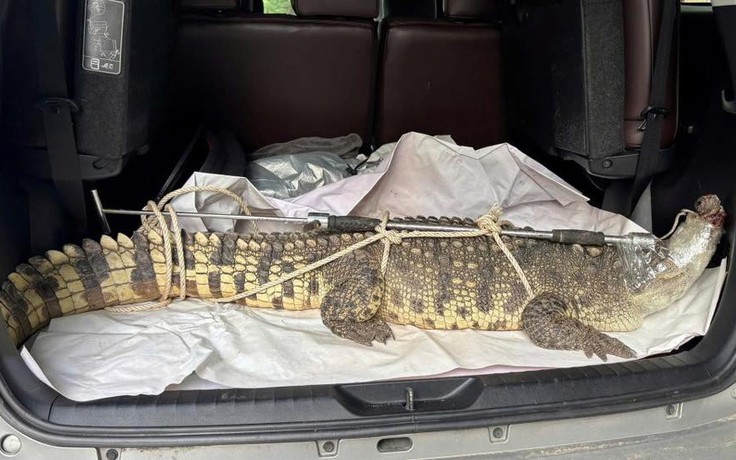 Cá sấu bò trong khu dân cư tại Quy Nhơn