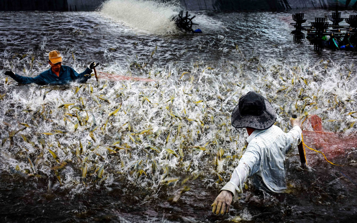 Cà Mau nhân rộng 1.500 ha nuôi tôm siêu thâm canh tuần hoàn RAS-IMTA
