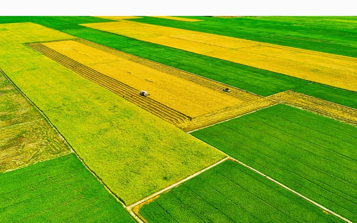 Bỏ sản xuất lúa nhỏ lẻ, nông dân miền Tây 'đổi đời' trên cánh đồng mẫu lớn