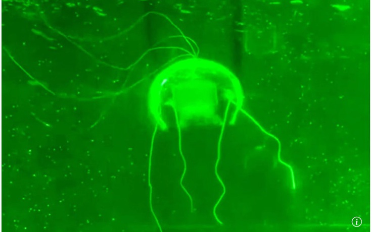 Trung Quốc chế tạo robot 'ma' thực hiện nhiệm vụ giám sát bí mật dưới nước