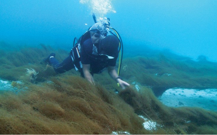 Hoạt chất Fucoidan Nhật Bản - Giải pháp chăm sóc sức khỏe từ thiên nhiên