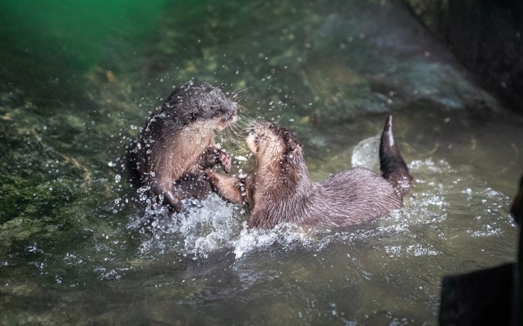 Rái cá - loài dễ bị tổn thương trong Sách đỏ: Có thể nhận nuôi thật sao?