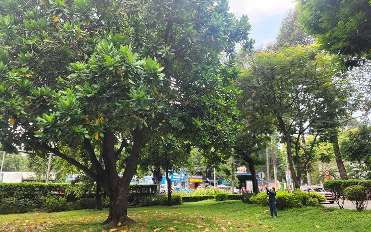 Cây lạ giữa phố: Bao báp khổng lồ và bàng vuông Trường Sa