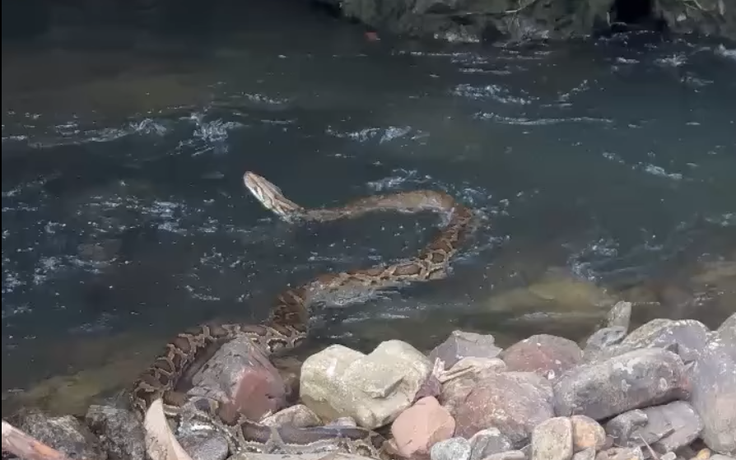 Trăn gấm vào vườn nhà người dân ở Huế, tấn công gà, vịt