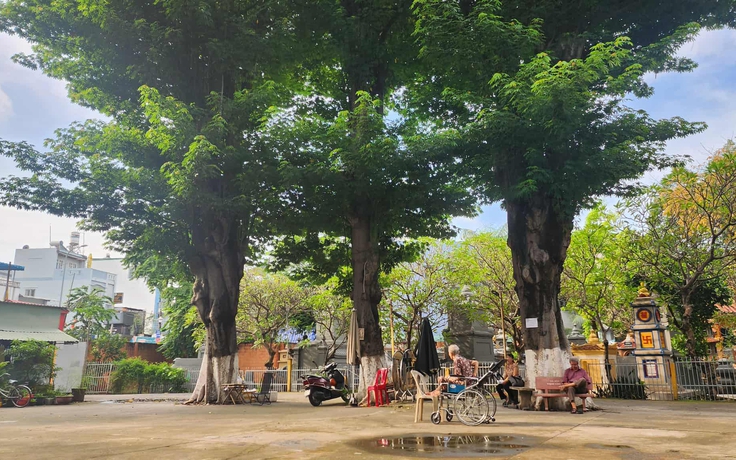 Cây lạ giữa phố: Sài Gòn hiếm gòn, Củ Chi vắng củ chi