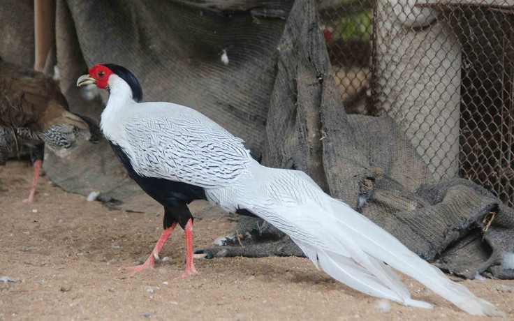 Bỏ phố về quê nuôi chim trĩ, kỹ sư trẻ thu nhập hàng tỉ đồng