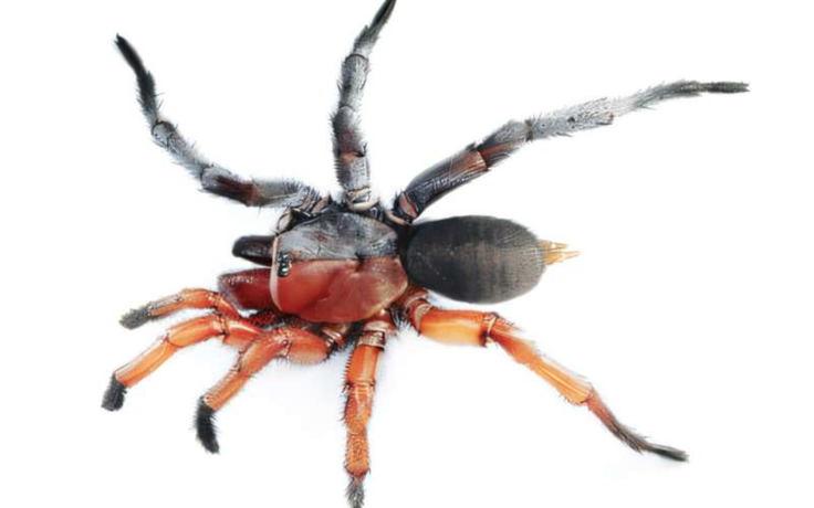 Phát hiện nhện 'nửa đực nửa cái'