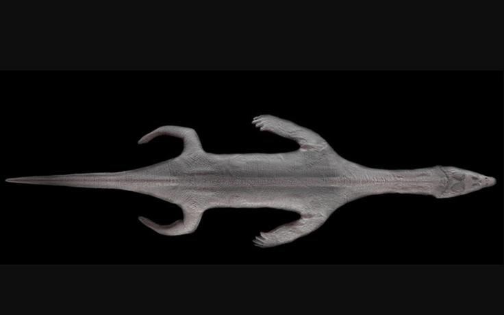 Hóa thạch ‘quái vật biển’ còn nguyên da 240 triệu năm tuổi