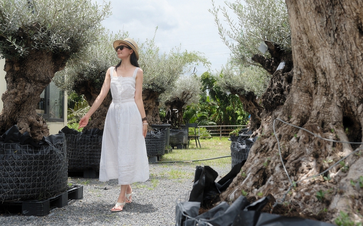 Độc lạ vườn ô liu cổ thụ có cây 500 năm tuổi giữa lòng TP.HCM, nhập về từ Địa Trung Hải