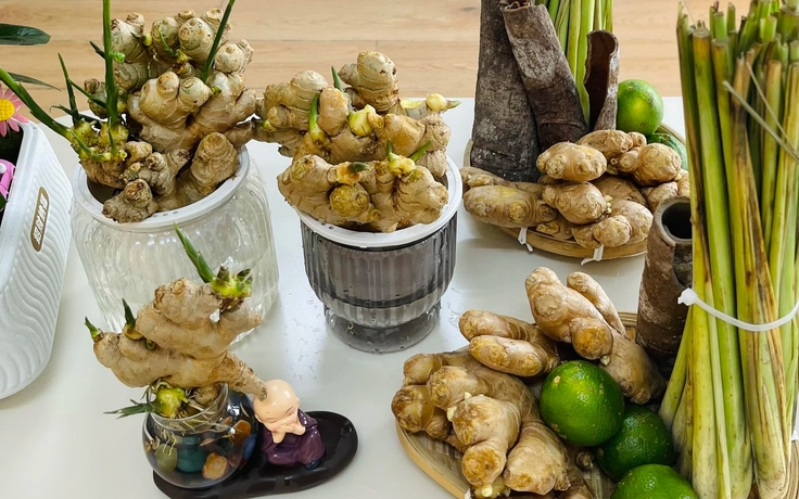 Không còn là gia vị, củ gừng lên đời thành bonsai siêu sang chảnh