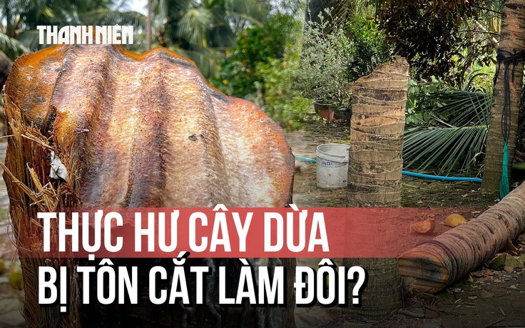 Tranh cãi tôn bay cắt đôi cây dừa: Chủ nhà kể chi tiết quan trọng khẳng định là thật