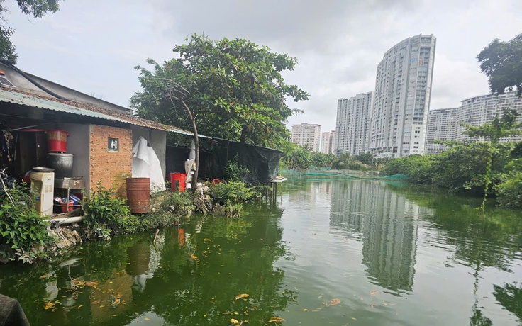 TP.HCM: Hộ dân nuôi heo giữa khu dân cư phường Tam Thắng xả thải ra môi trường