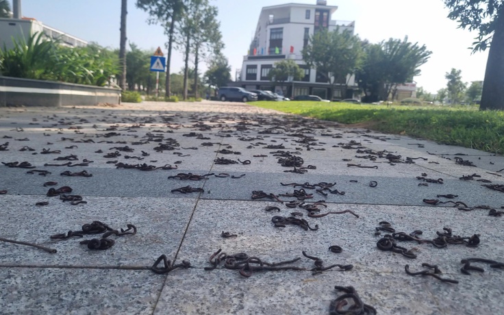 Giun đất bò kín vỉa hè rồi chết khô ở Quảng Ngãi: Chuyện gì đang xảy ra?