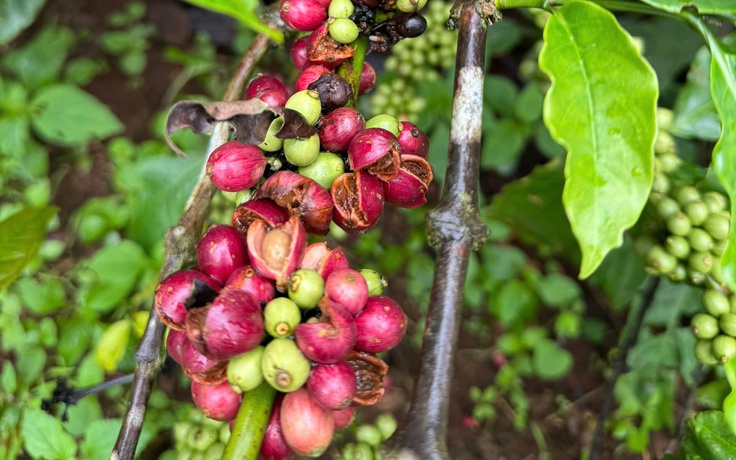 Thuế đối ứng có thể khiến giá cà phê tăng trở lại