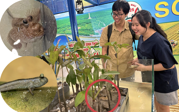 Ngắm cá biết leo cây độc lạ tại lễ hội ẩm thực cua Cà Mau ở TP.HCM