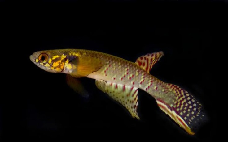 Loài cá tưởng đã tuyệt chủng bất ngờ được tìm thấy