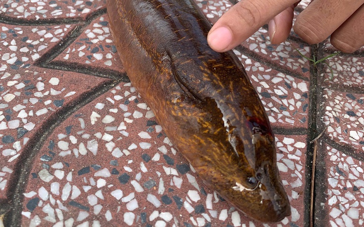 Cần Thơ: Bắt được con lươn nặng gần 2 kg trên sông Maspero