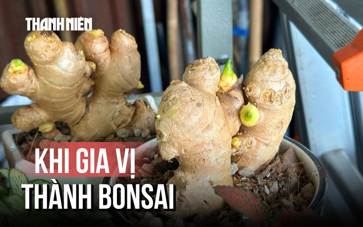 Giới trẻ thích thú với trend bonsai gừng