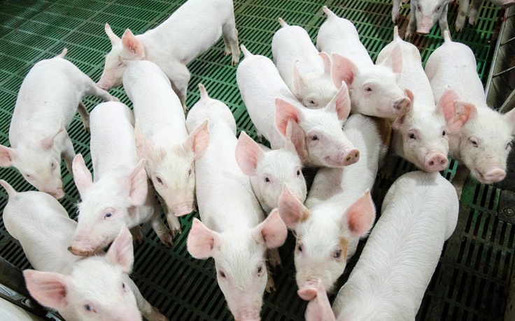 Nông nghiệp Hòa Phát lần đầu chào bán 30 triệu cổ phiếu ra công chúng